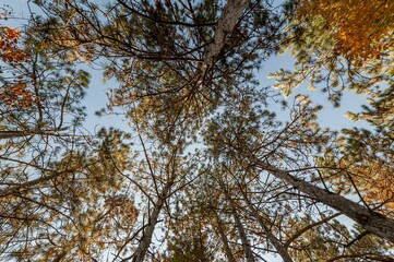 Low angle shot of a tree from the bottom with yellow leaves in the background of the clear blue sky