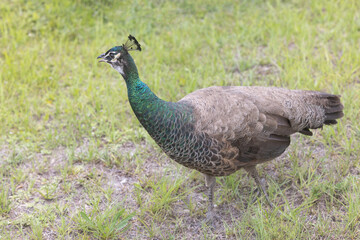 Pajaro..bello.bird.peacock