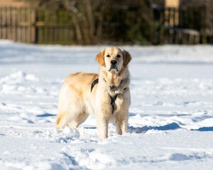 Golden retriever standing on the snow.
