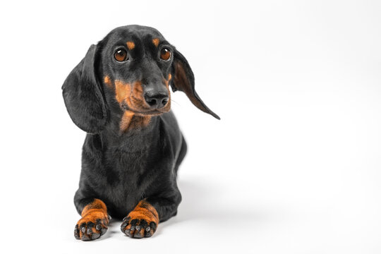 Black and tan obedient dachshund performs exercise with handler in training, command to lie down. Kennel of thoroughbred titled smart dogs. Education, socialization, mental load of puppy development
