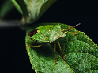 Macro shot of a Green tree bug (Palomena prasina) on a Buddleia leaf