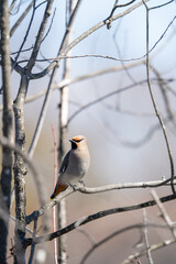 Bohemian Waxwing