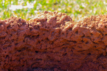 termite mound in the forest