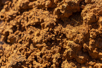 macro photography of a termite mound