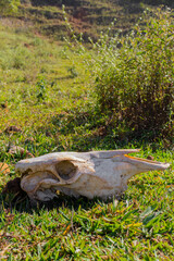 bovine skull in the grass