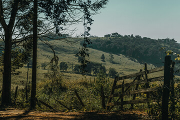 forest in the mountains