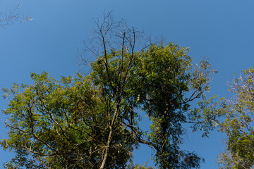 tree in the sky