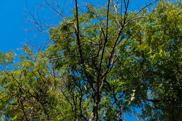 leaves against blue sky