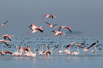 Group of flamingos in winter migration - Powered by Adobe