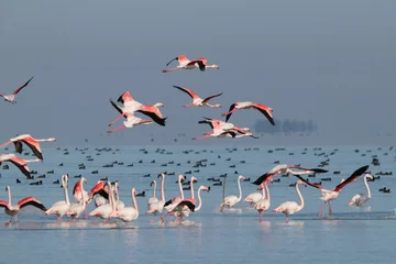 Zelfklevend Fotobehang Group of flamingos in winter migration © Oveis Ghaffari/Wirestock Creators