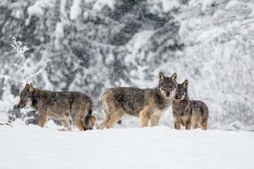 Pack of wolves in the winter scenery in Poland.