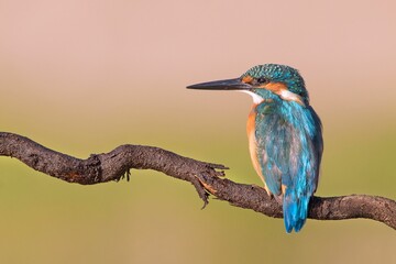 Closeup of a kingfisher perched on a branch