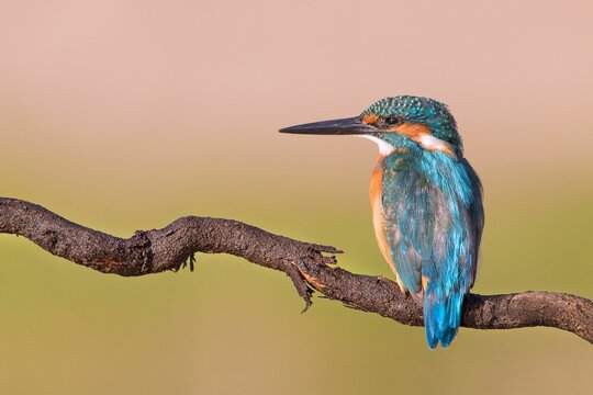 Closeup of a kingfisher perched on a branch - Powered by Adobe