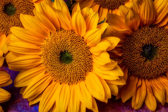 Gorgeous Sunflowers