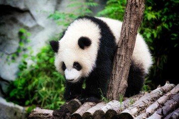 Cute panda sitting on a wooden structure
