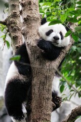 Cute panda climbed onto a tree