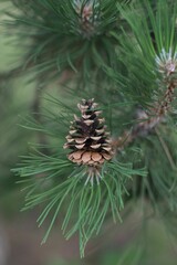 Vertical shot of a cone on a pine tree branch