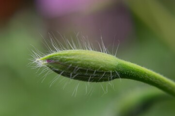 Closeup shot of a catchfly blossoming in the garden
