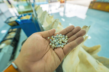 Closeup and Selective Focus of Cultured Pearls inside Oyster Shell. pearl diver showing how to open...