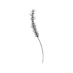 wheat isolated on white background