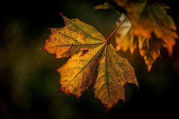 Naklejka na ściany i meble Closeup of golden autumn maple leaf