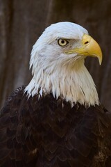 Fototapeta premium Closeup shot of an eagle
