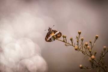 Closeup of a silver-spotted skipper perched on a flower