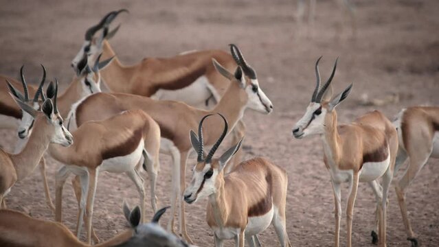 Scenic view of a group of Mongolian gazelles in the dry grass field