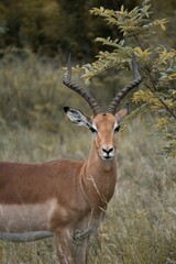 Naklejka na ściany i meble Vertical shot of a beautiful antelope