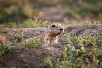 Closeup of a cute marmot hiding in its burrow on the blurred background - obrazy, fototapety, plakaty
