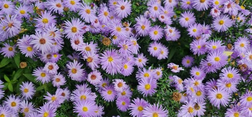 Top view of the delicate European Michaelmas-daisies (aster amellus)