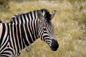 Closeup shot of a zebra in the lush field in the daylight