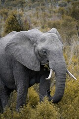 Fototapeta na wymiar Vertical shot of a cute elephant in its natural habitat