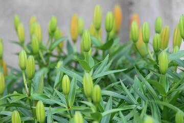 Closeup of closed buds of lily in a garden with blurred leaves background