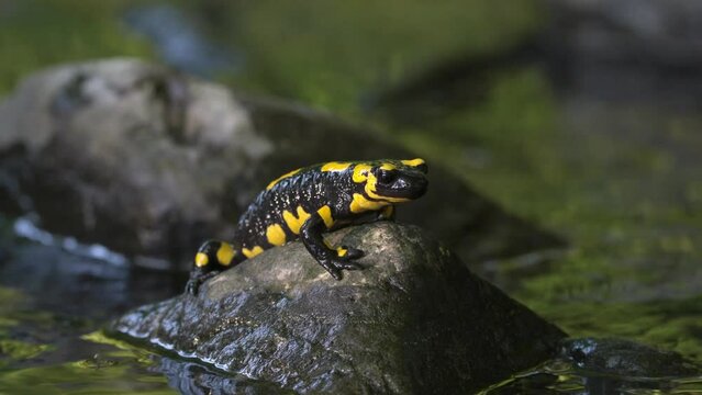 Closeup of a cute fire salamander on a rock in a water