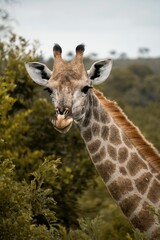 Vertical shot of a cute giraffe in its natural habitat