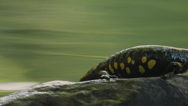 Closeup of cute fire salamanders resting on a rock in a swamp