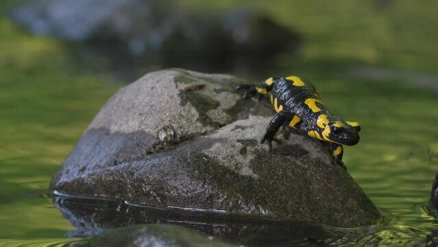 Closeup of a cute fire salamander walking into the water