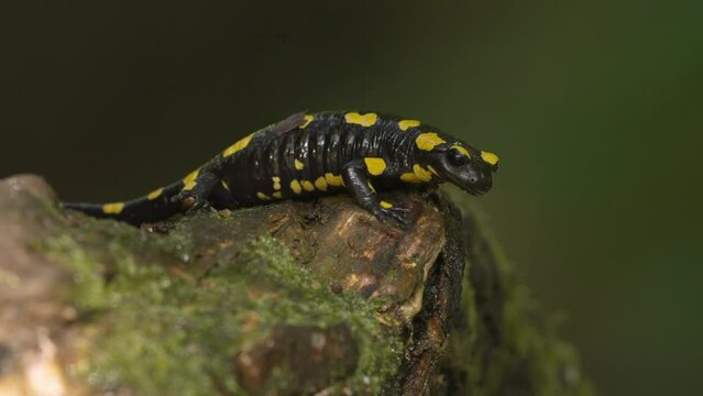 Closeup of a cute fire salamander on a mossy tree trunk