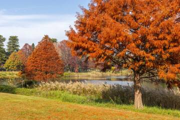Bright, vivid Autumn colours on a tree dominating the foreground, with a pond and beautiful, clear sky in Centennial Park, Sydney, Australia.