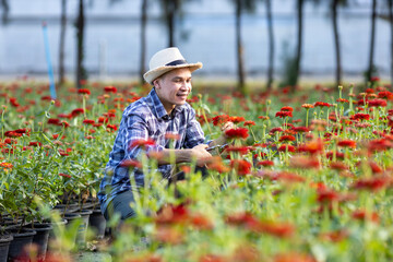 Asian gardener is cutting zinnia flowers using secateurs for cut flower business in his farm for...