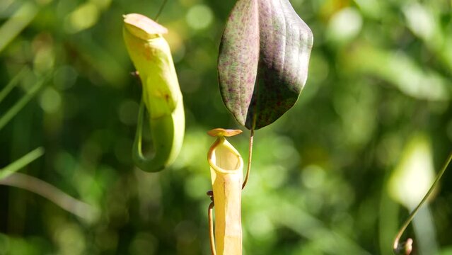 Tropical pitcher plants or nepenthes is a genus of carnivorous plants that can eat insects. This is exotic plants found in deep forest in Tarakan, Indonesia.