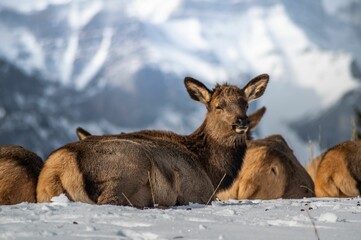 Closeup shot of a herd of red deer lying down on the snowy ground in the daylight