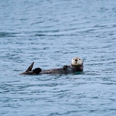 Fototapeta premium Sea otter in the water