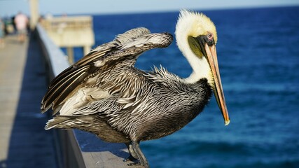 Closeup of a brown pelican (Pelecanus occidentalis) on a wooden fence of a dock on the shore
