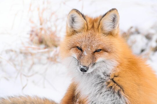 Image f a singke orange fox standing in the snow.