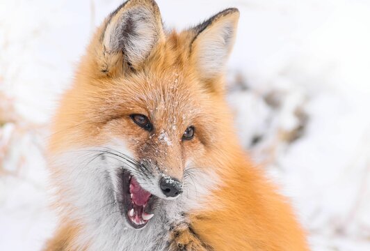 Image of a single orange fox with an open mouth standing in the snow.