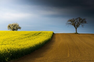 Beautiful scenery of a tree in blooming rapeseed field and another tree in uncultivated land