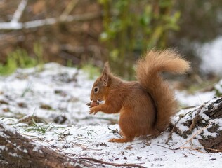 Naklejka na ściany i meble Brown squirrel on snowy ground