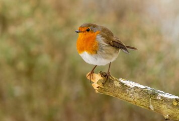 Closeup of a small robin (Erithacus rubecula) at the edge of a branch against blurred background